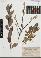 Foto von Salix laurina Sm.